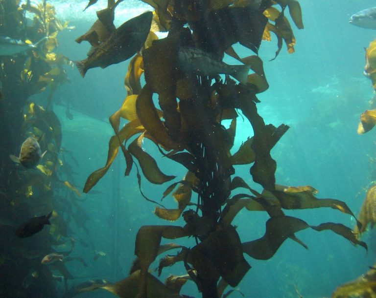 Un principio attivo per un lungo effetto anti-aging