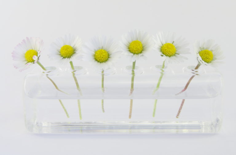 Influenza di estratti vegetali sull’assorbimento transdermico