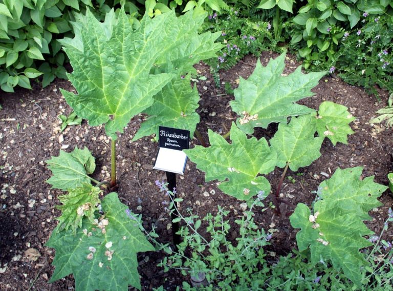 Sintesi verde di nanoparticelle d’argento da estratti della radice di Rheum palmatum e loro attività antimicrobica