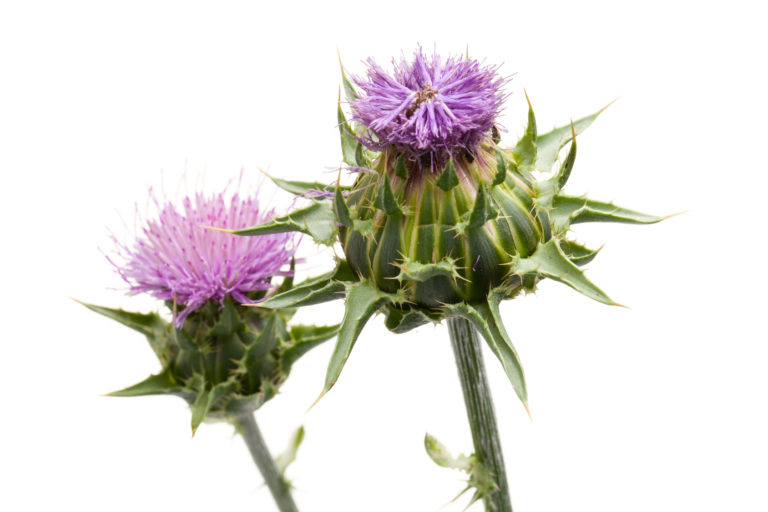 Dalla natura alla cosmetica