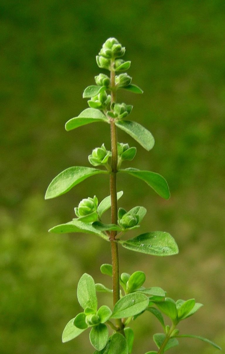 Origanum majorana L. nei prodotti cosmetici