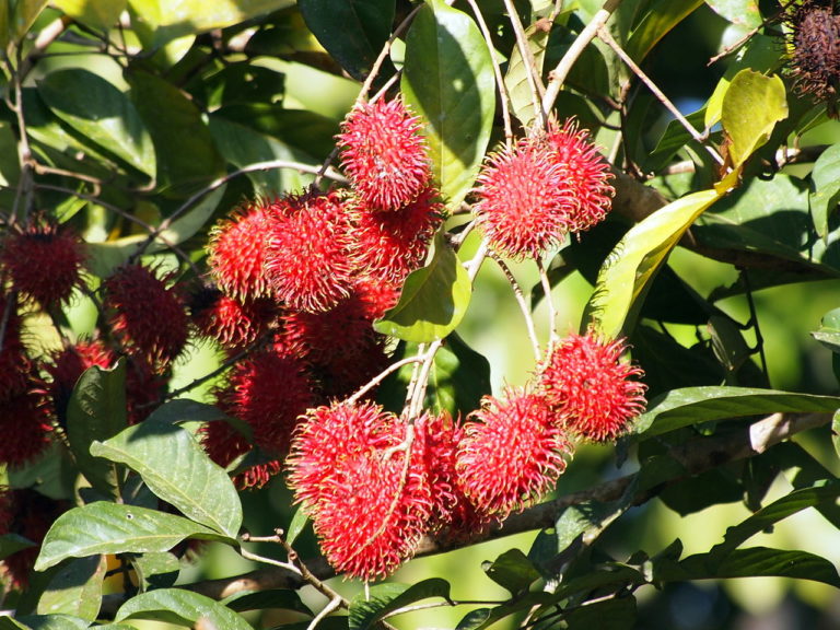 Rambutan seed: fonte non-convenzionale di sostanze liposolubili