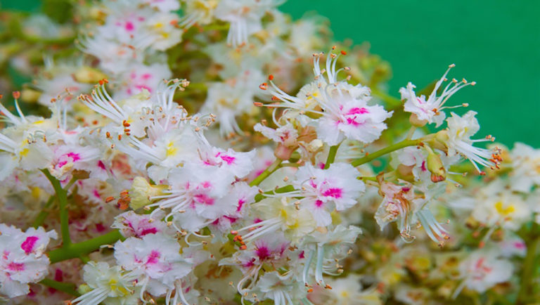 Dai fiori di ippocastano un nuovo lifting per la zona occhi