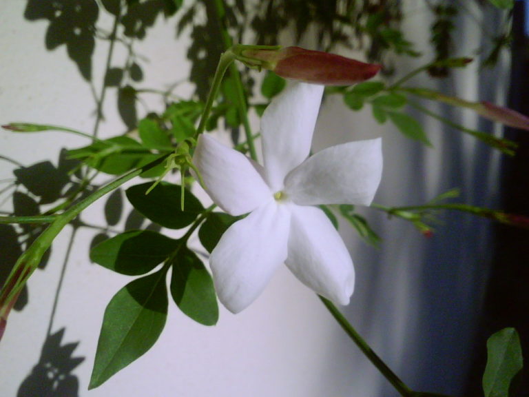 Il gelsomino, fascino e seduzione