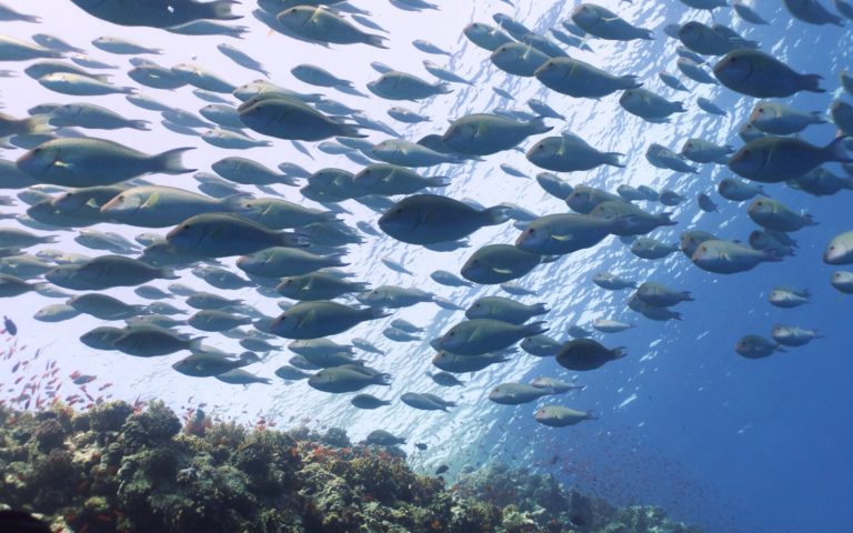 L’alternativa alle microplastiche cosmetiche c’è