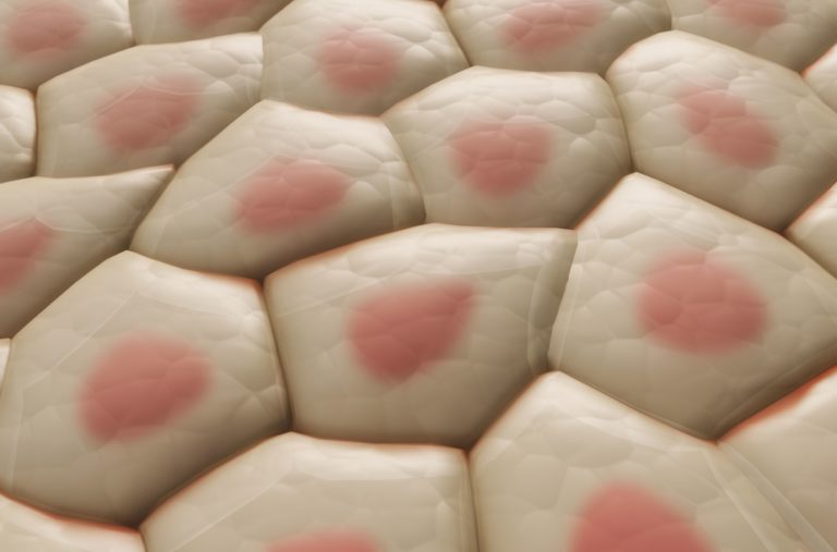 Dermatite da contatto: validazione di un test in vitro integrato