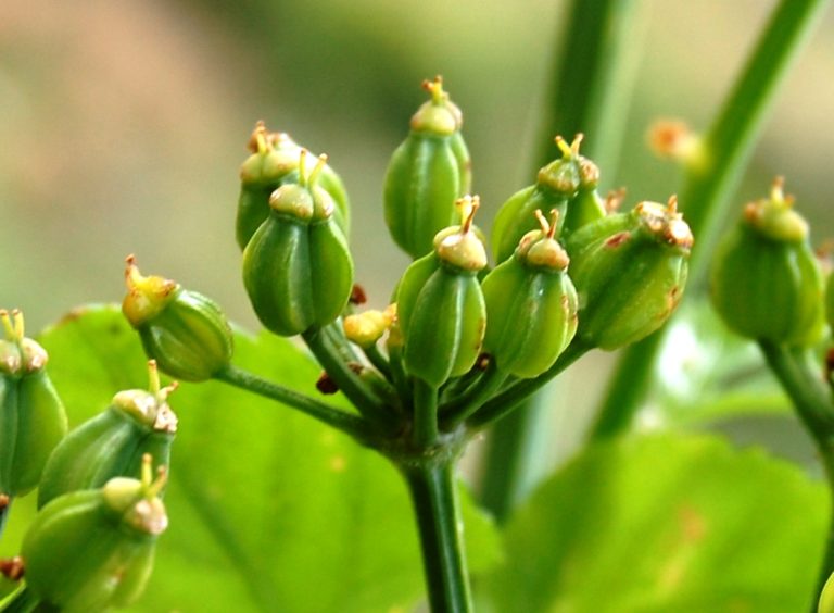 Stabilizzazione di un olio essenziale