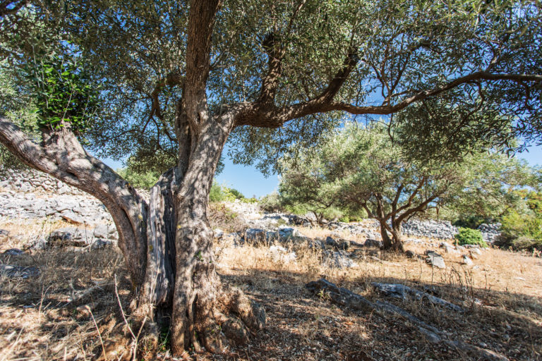 Sottoprodotti dell’olivo: sfida nell’industria cosmetica