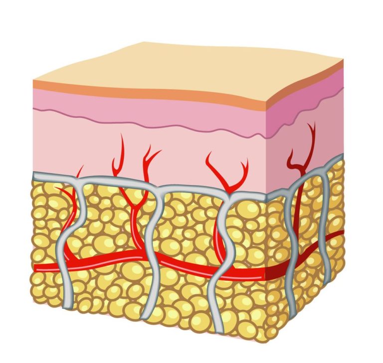 Elastina e il suo ruolo nel fotoageing cutaneo