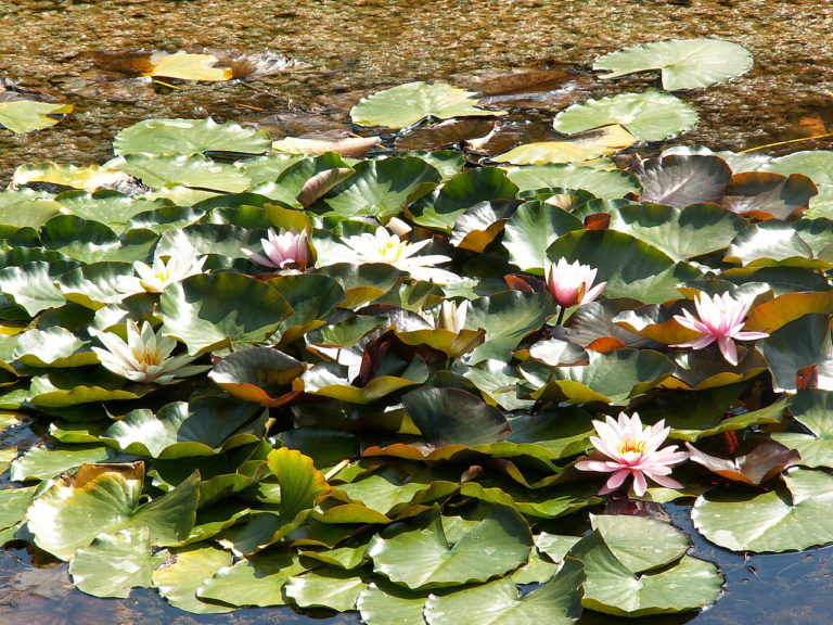 Il luglio della ninfea