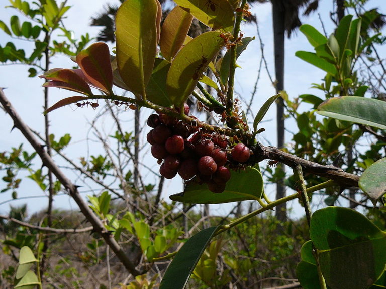 La caratterizzazione biochimica di una pianta senegalese