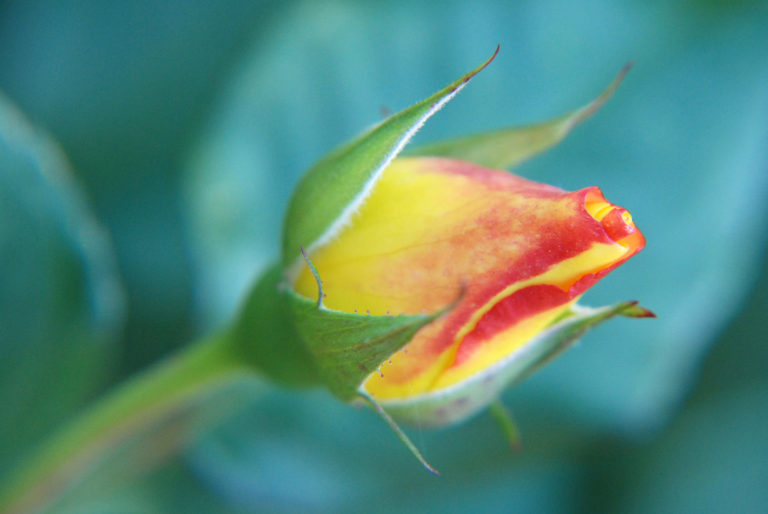 La regalità discreta della rosa, un odore celestiale