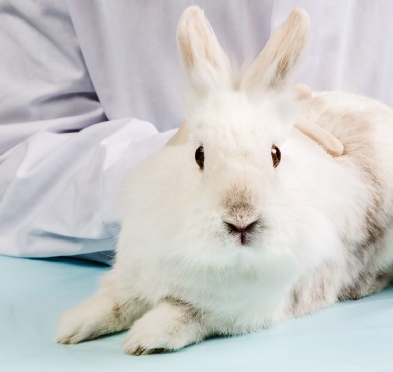 Nuova campagna contro i test animali