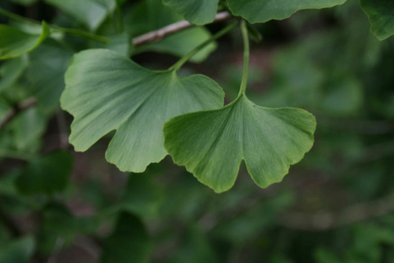 Ginkgo come ingrediente innovativo