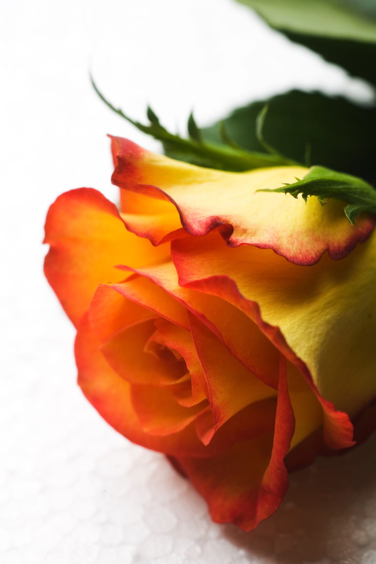 Firmenich acquisita Agilex Fragrance per il mercato delle PMI