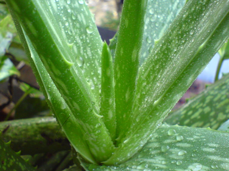 Nel Salento nasce la prima città dell’Aloe