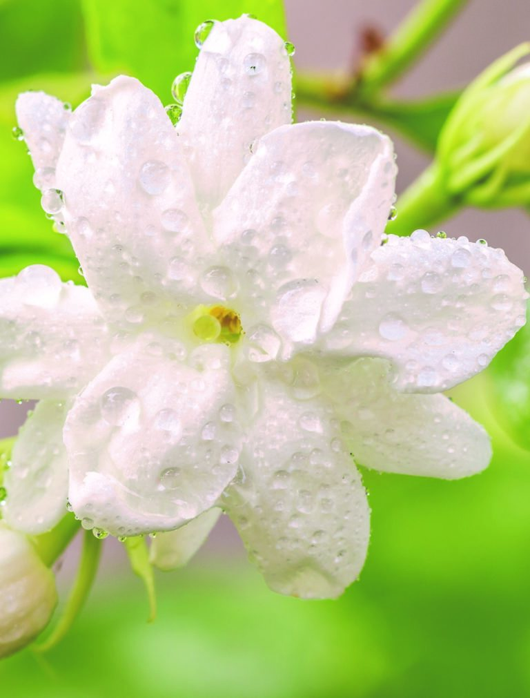 Complesso biotecnologico vegetale