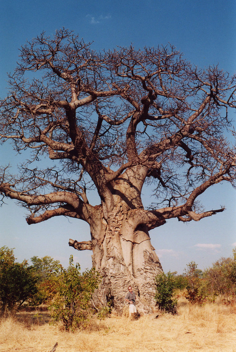 Le proprietà dell’olio di baobab