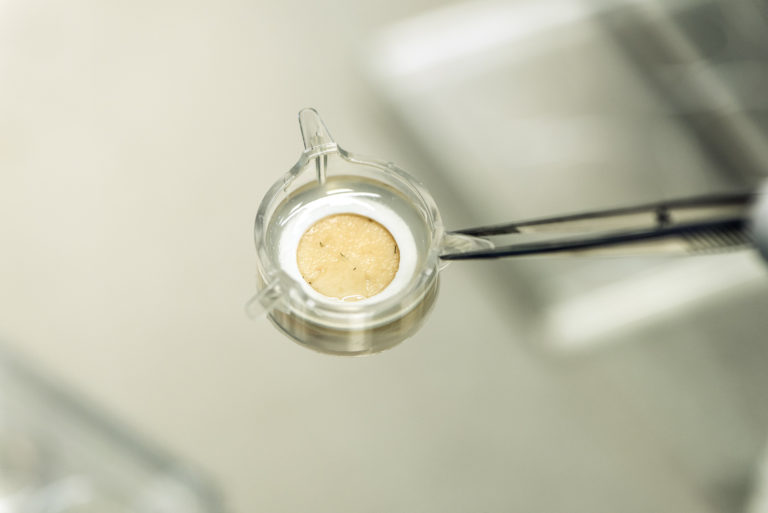 Genoskin introduce i suoi modelli di pelle umana per test animal free