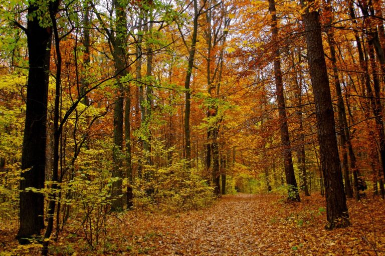 Le profumazioni d’autunno