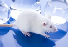 Estée Lauder si unisce a HSI