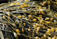 Nanoemulsioni a base di estratto di alghe per la fotoprotezione Alghe come ingredienti nei prodotti cosmetici per pelli sensibili: una panoramica