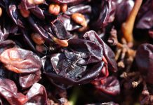 Vinaccia d’uva: le potenzialità per balsami labbra Vinacce per emulsioni Pickering antiossidanti