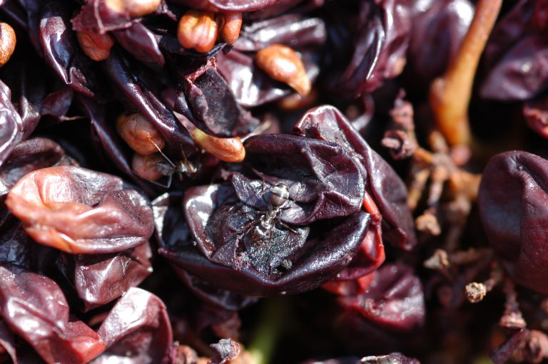 Vinaccia d’uva: le potenzialità per balsami labbra