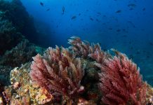 Vitamine derivate dalle alghe e loro precursori per cosmeceutici sostenibili Vitamine derivate dalle alghe e loro precursori per cosmeceutici sostenibili