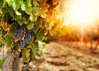 Cosmetici naturali per l’haircare dai viticci dei vigneti Polifenoli da foglie di vite nel trattamento dell'iperpigmentazione