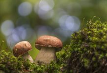 Funghi nei cosmeceutici: un approccio chimico completo Funghi nei cosmeceutici: un approccio chimico completo