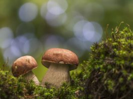 Funghi nei cosmeceutici: un approccio chimico completo Funghi nei cosmeceutici: un approccio chimico completo