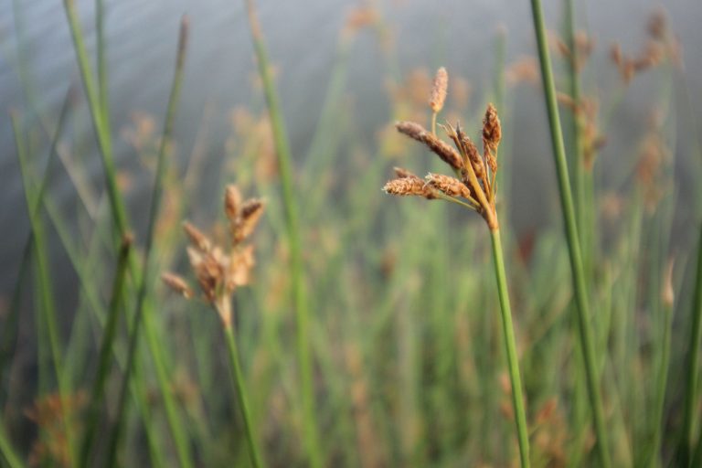 Depilazione green grazie al Cyperus rotundus