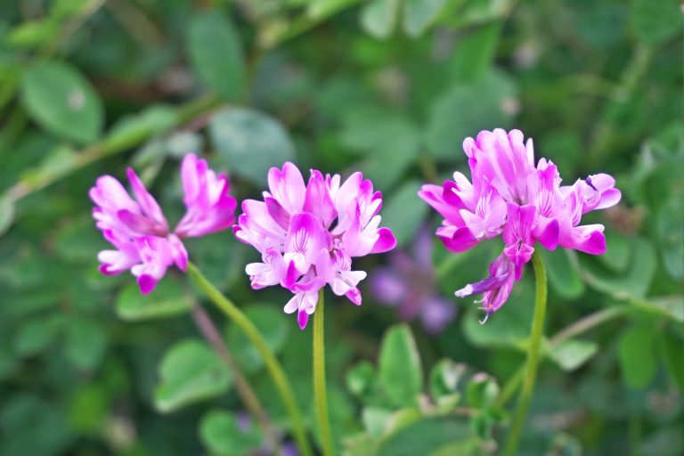 Dall’Astragalus sinicus un estratto vegetale per contrastare la caduta dei capelli