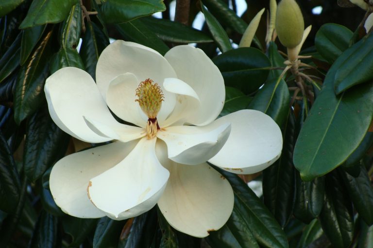 Estratto di Magnolia officinalis: efficacia antiage