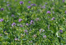 Estratti di semi di Medicago sativa: gli effetti anti-melanogenici Estratti di semi di Medicago sativa: gli effetti anti-melanogenici