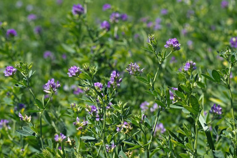 Estratti di semi di Medicago sativa: gli effetti anti-melanogenici