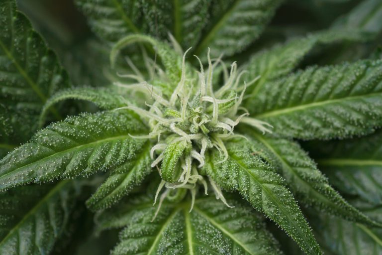 Cannabis sativa: effetti anti melanogenesi dell’estratto terpenico del fiore