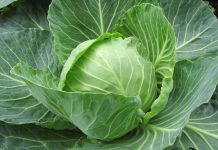 Estratti di foglie esterne di cavolo: potenzialità depigmentanti