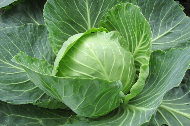 Estratti di foglie esterne di cavolo: potenzialità depigmentanti