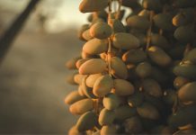 Upcycling dei semi di dattero per creme solari sostenibili Upcycling dei semi di dattero per creme solari sostenibili