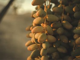 Upcycling dei semi di dattero per creme solari sostenibili Upcycling dei semi di dattero per creme solari sostenibili