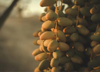 Upcycling dei semi di dattero per creme solari sostenibili Upcycling dei semi di dattero per creme solari sostenibili