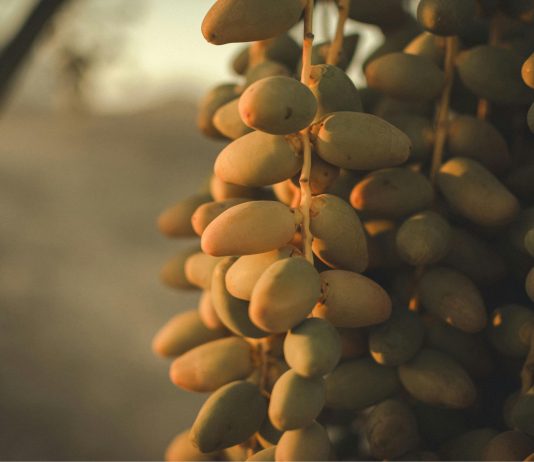 Upcycling dei semi di dattero per creme solari sostenibili Upcycling dei semi di dattero per creme solari sostenibili