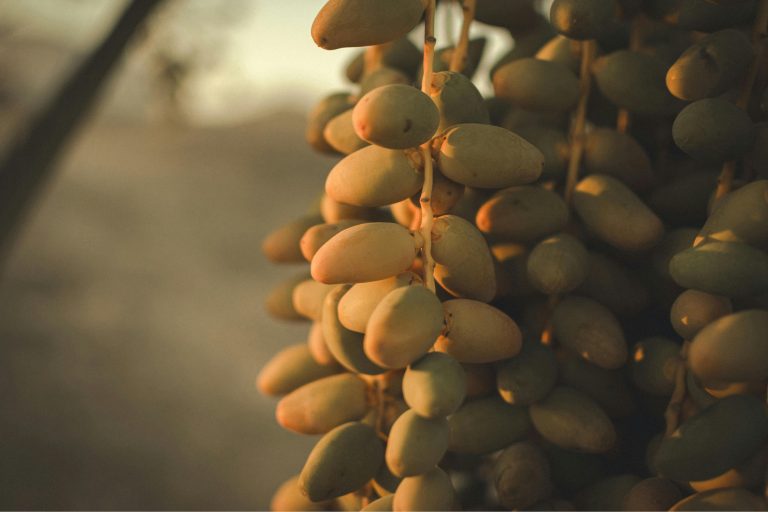 Upcycling dei semi di dattero per creme solari sostenibili