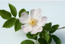 Oli della famiglia delle Rosaceae per formulazioni skincare Oli della famiglia delle Rosaceae per formulazioni skincare