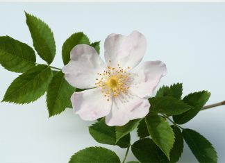 Oli della famiglia delle Rosaceae per formulazioni skincare Oli della famiglia delle Rosaceae per formulazioni skincare