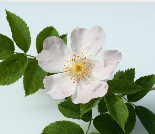 Oli della famiglia delle Rosaceae per formulazioni skincare Oli della famiglia delle Rosaceae per formulazioni skincare