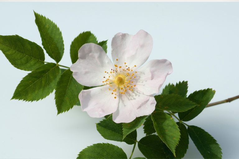 Oli della famiglia delle Rosaceae per formulazioni skincare