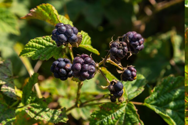 Foglie e steli di Rubus caesius per prodotti skincare antiage